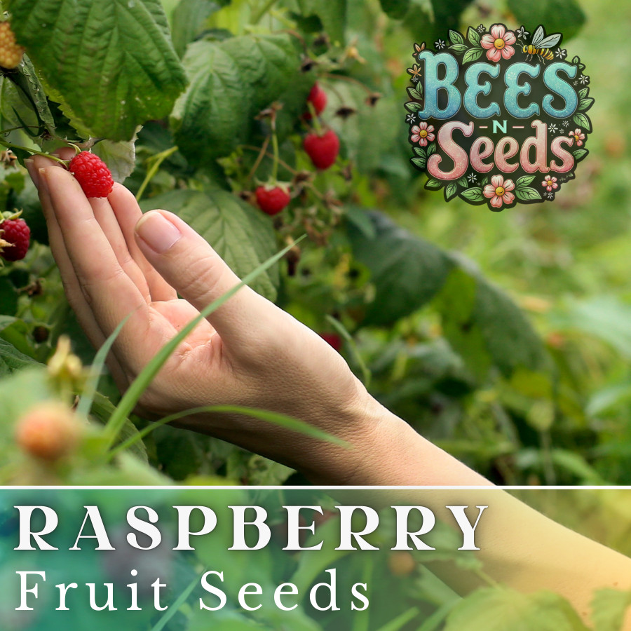 Starling Raspberry Seeds 125, 300, 750 Seeds Fruit Seeds, Non GMO, Bulk Seeds