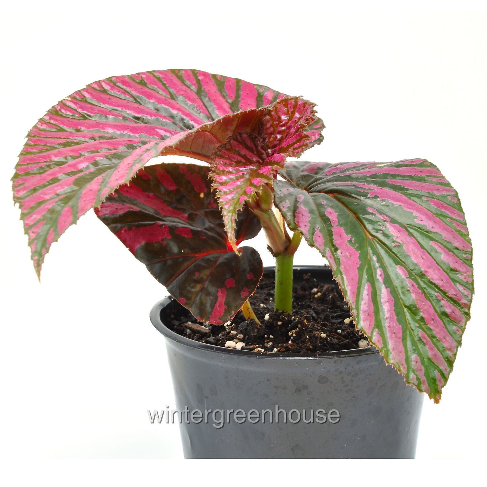 Begonia brevirimosa subsp. Exotica, Edinburgh, Begonia, Container Size: 3.5″