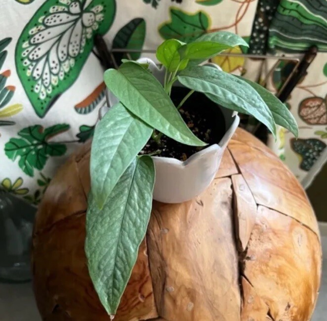 Lot of 3 Golden, Cebu Blue, Global Green Pothos 2 Leaf 2 Nodes UNROOTED CUTTINGS