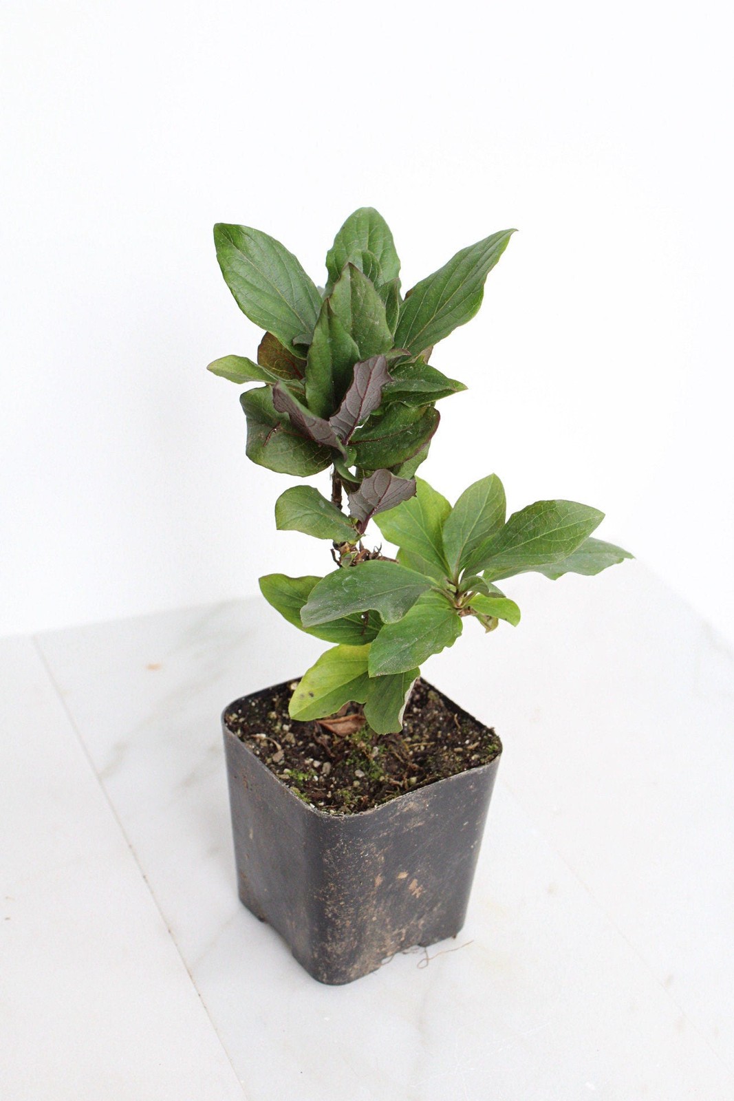 Purple Honeysuckle Vine, 2 Inch Pot, Hardy Climbing Garden Plant, Fast Growing