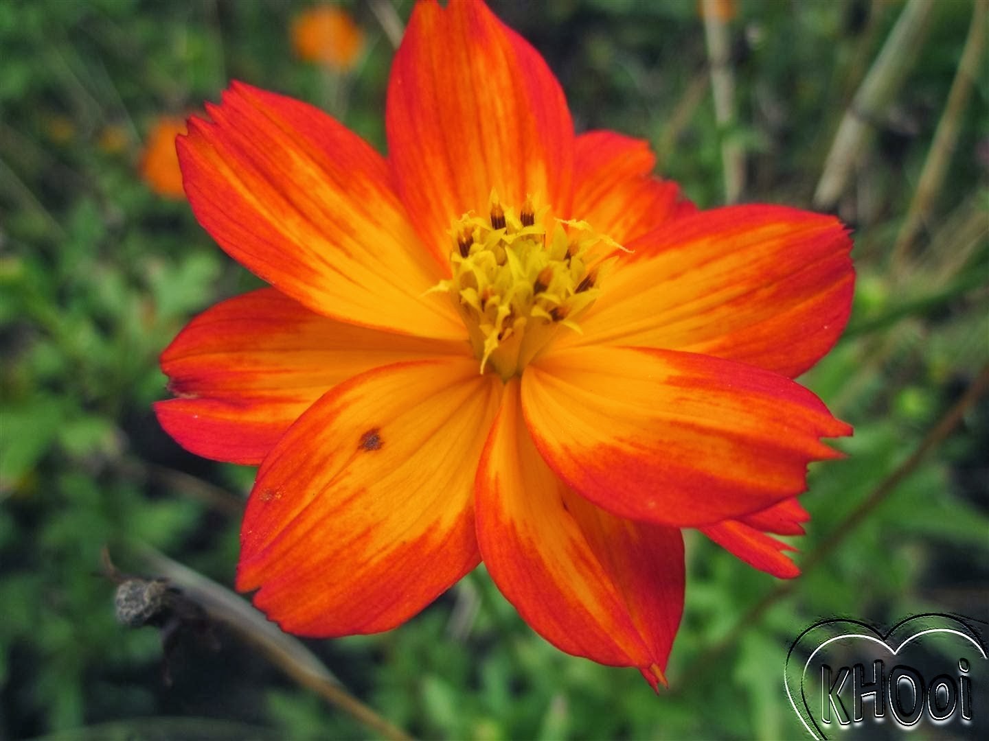 COSMOS SULPHUR MIX Cosmos Sulphureus – 50 Seeds