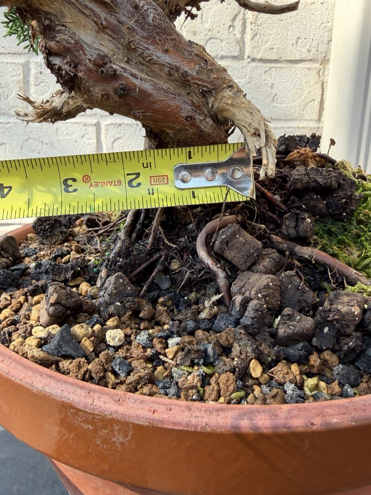 Bonsai Tree Kishu Shimpaku Juniper