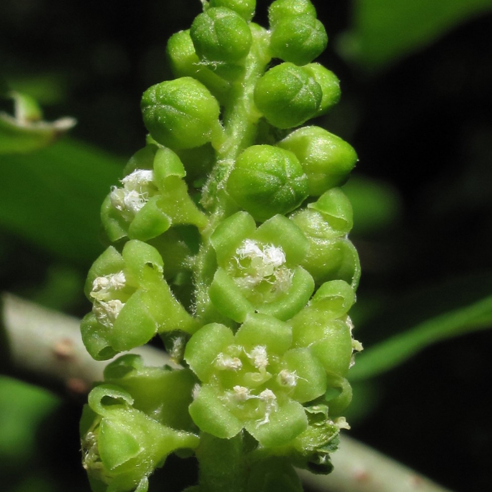 HOP TREE / ASH Ptelea Trifoliata – 15 SEEDS