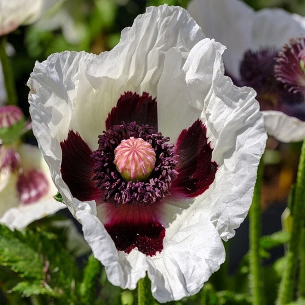 10,000 Untreated Tasmanian Poppy Seeds for Planting Authentic Papever Somniferum