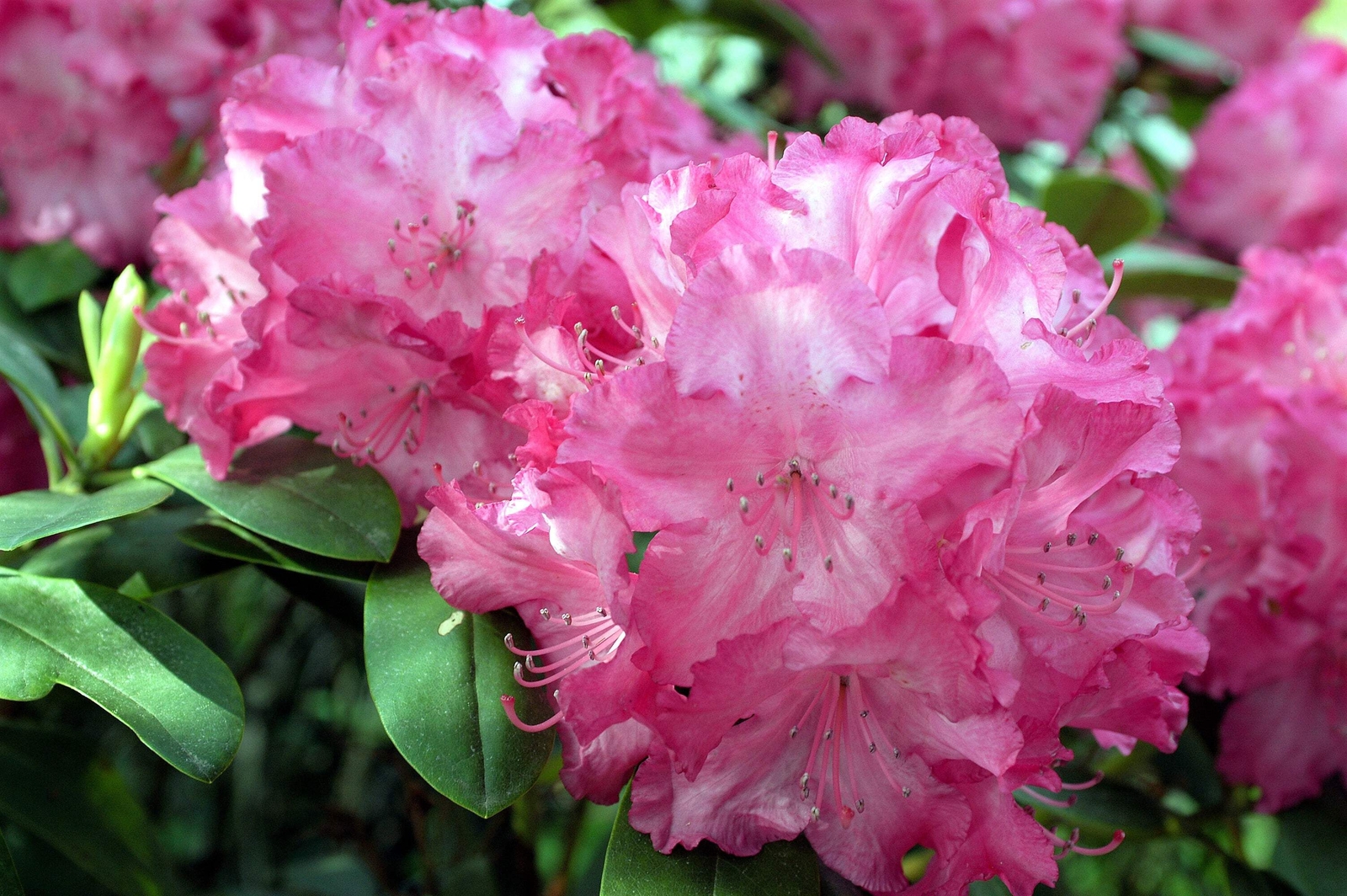 50 MIXED HYBRIDS RHODODENDRON spp Mixed Colors Flower Sun Shade Bush Shrub Seeds