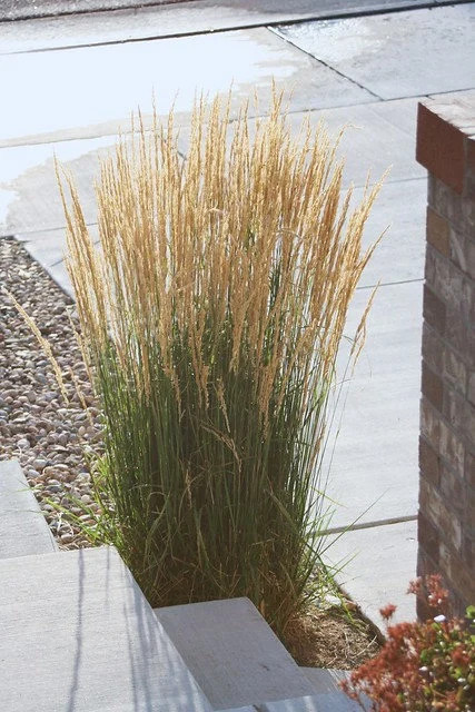 2 Karl Foerster Feather Grass in 3.5 Inch Containers (2 Pots of Plants)