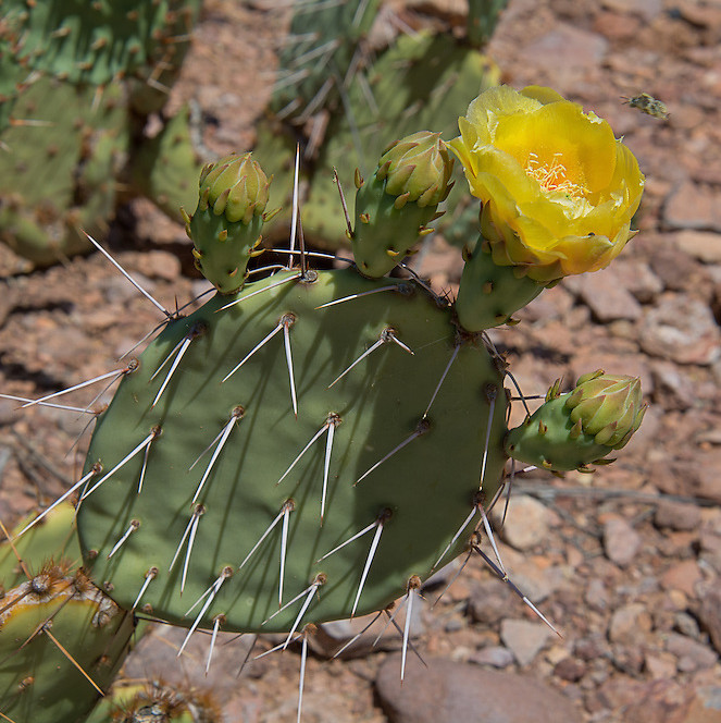 Prickly Pear Cactus ‘Vejo’ (Opuntia gilvescens) Seeds