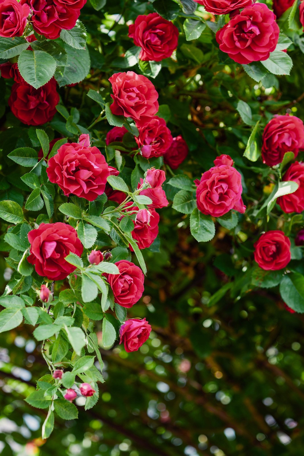 5 BURGUNDY CLIMBING ROSE Red Rosa Bush Vine Climber Fragrant Flower Seeds