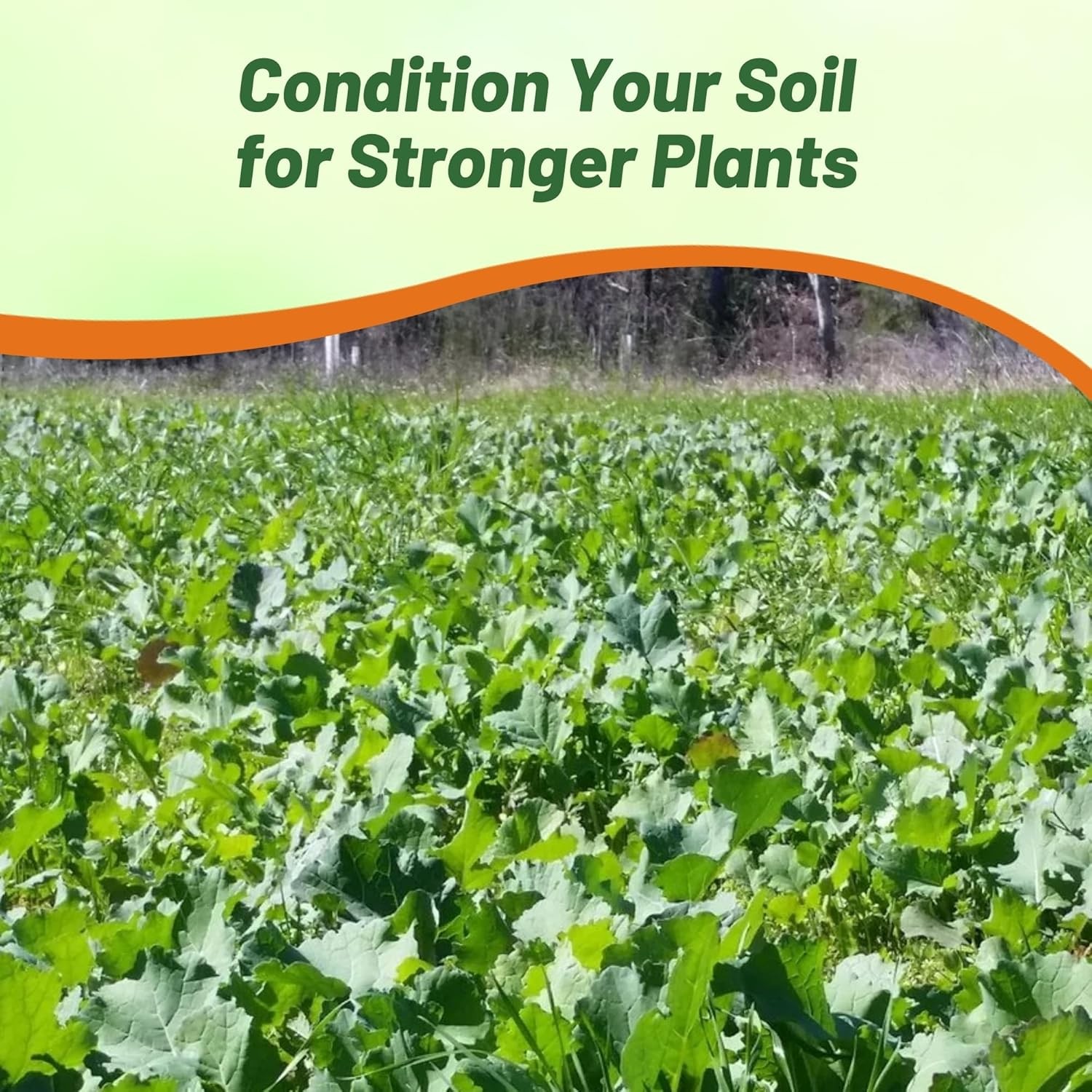 50 LBS Bayou Kale Cover Crop, Forage, & Wildlife Food Plot Seed