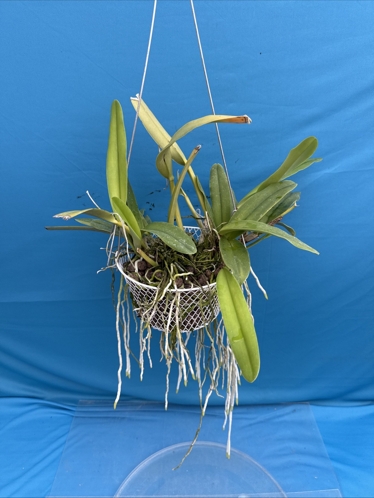 Cattleya maxima albescens ‘Koenigin Sylva’ SM/DOG White Orchid Species 9” Basket