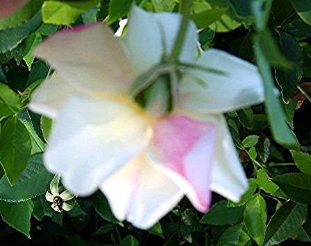 SMITH PARISH Yellow Heirloom Rose Live Plant White Red Stripe Bermuda Mystery