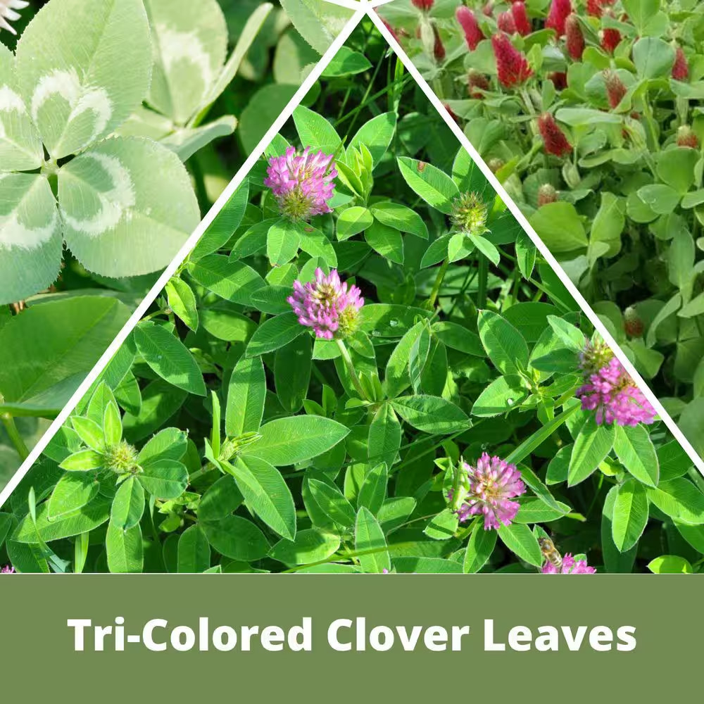 Tri-Color Lawn Flower Seed, Crimson, Medium Red and Dutch White Clovers, Kraft P