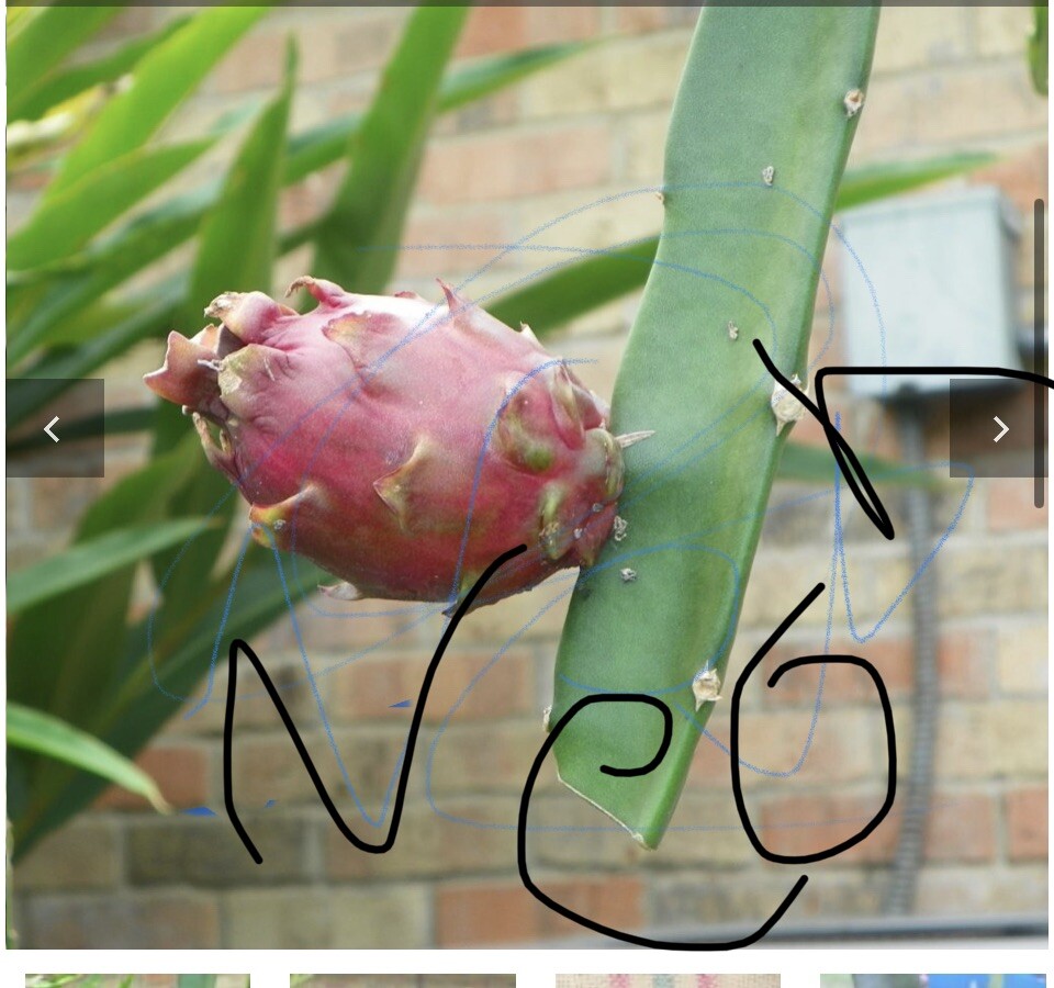 DRAGON FRUIT CUTTING 10-14 Inches Check Description