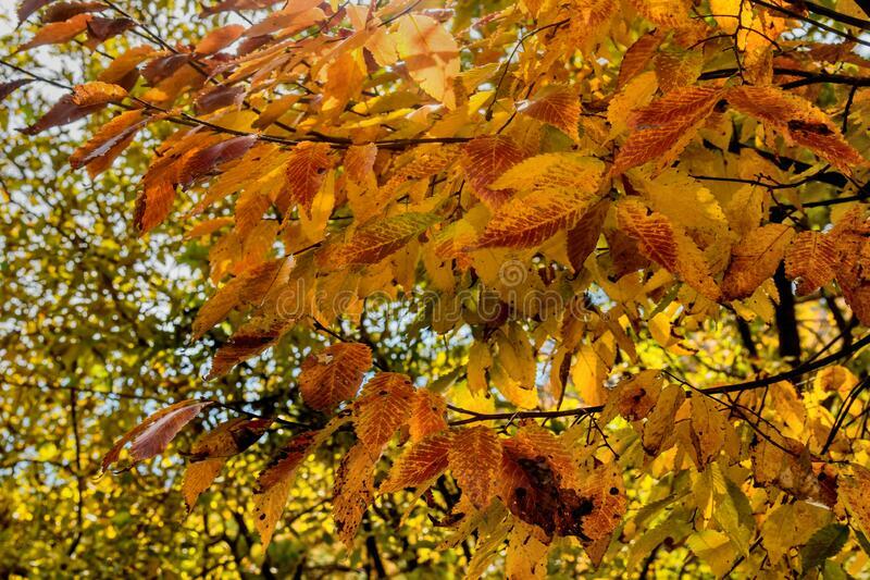 SAWTOOTH OAK (25) TREES 13-18″ TALL (with free orange tree)