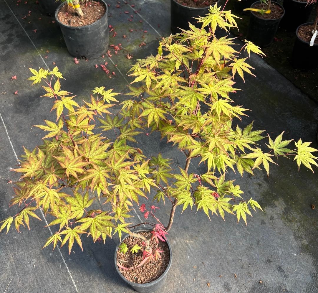 Acer palmatum ‘Strawberry Spring’ (Strawberry Spring Japanese Maple)