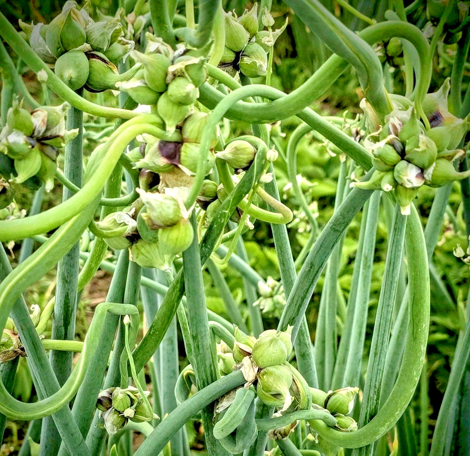 50 Onion seeds Top Sets Egyptian Walking Onions Multiplier Tree Onion Perennial