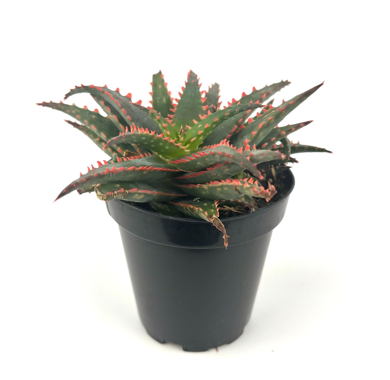 Aloe Christmas Sleigh Cluster, 3.5″ Pot