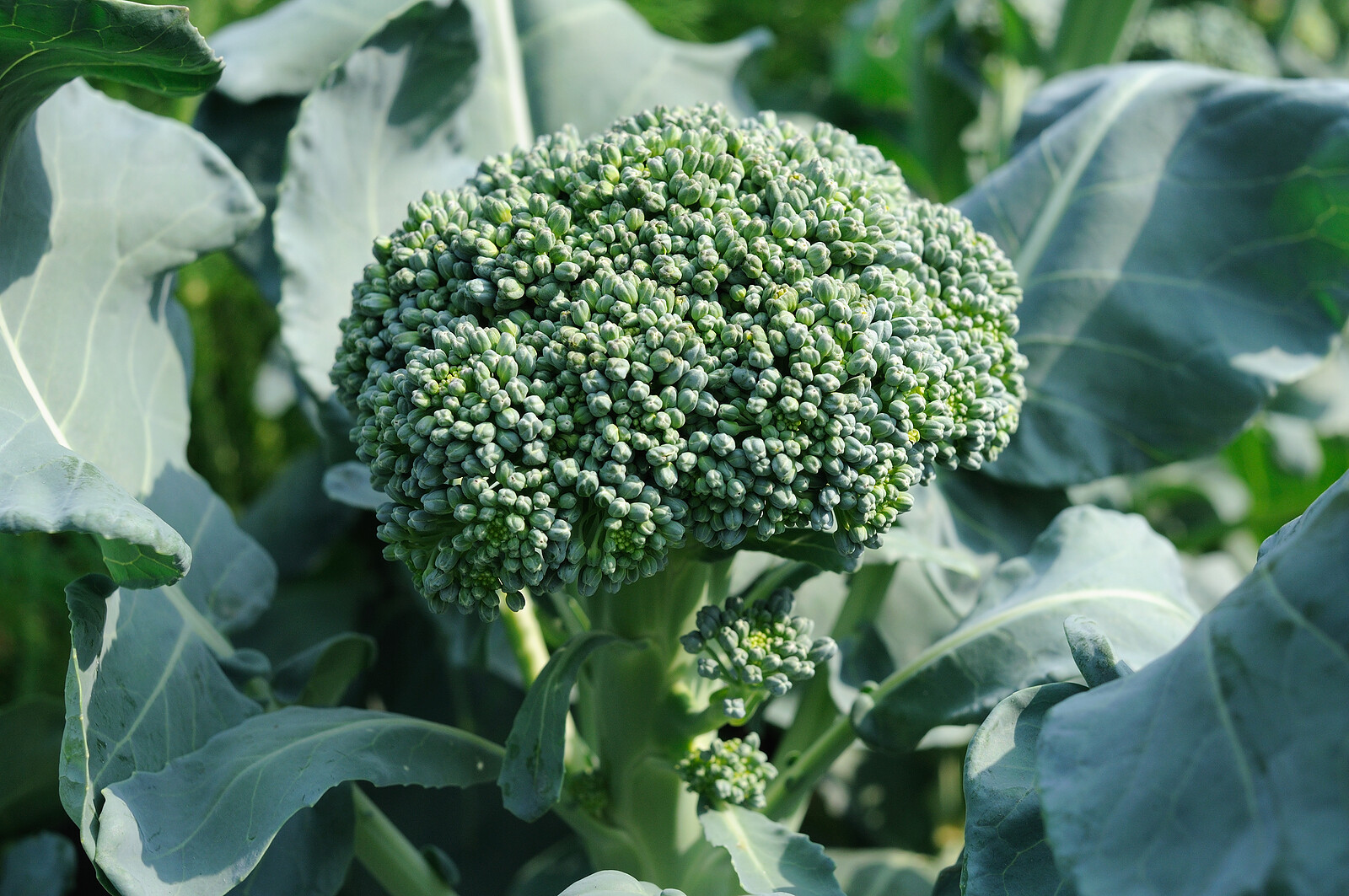 Broccoli Seeds | Non-GMO | Heirloom Fresh Garden Seeds USA
