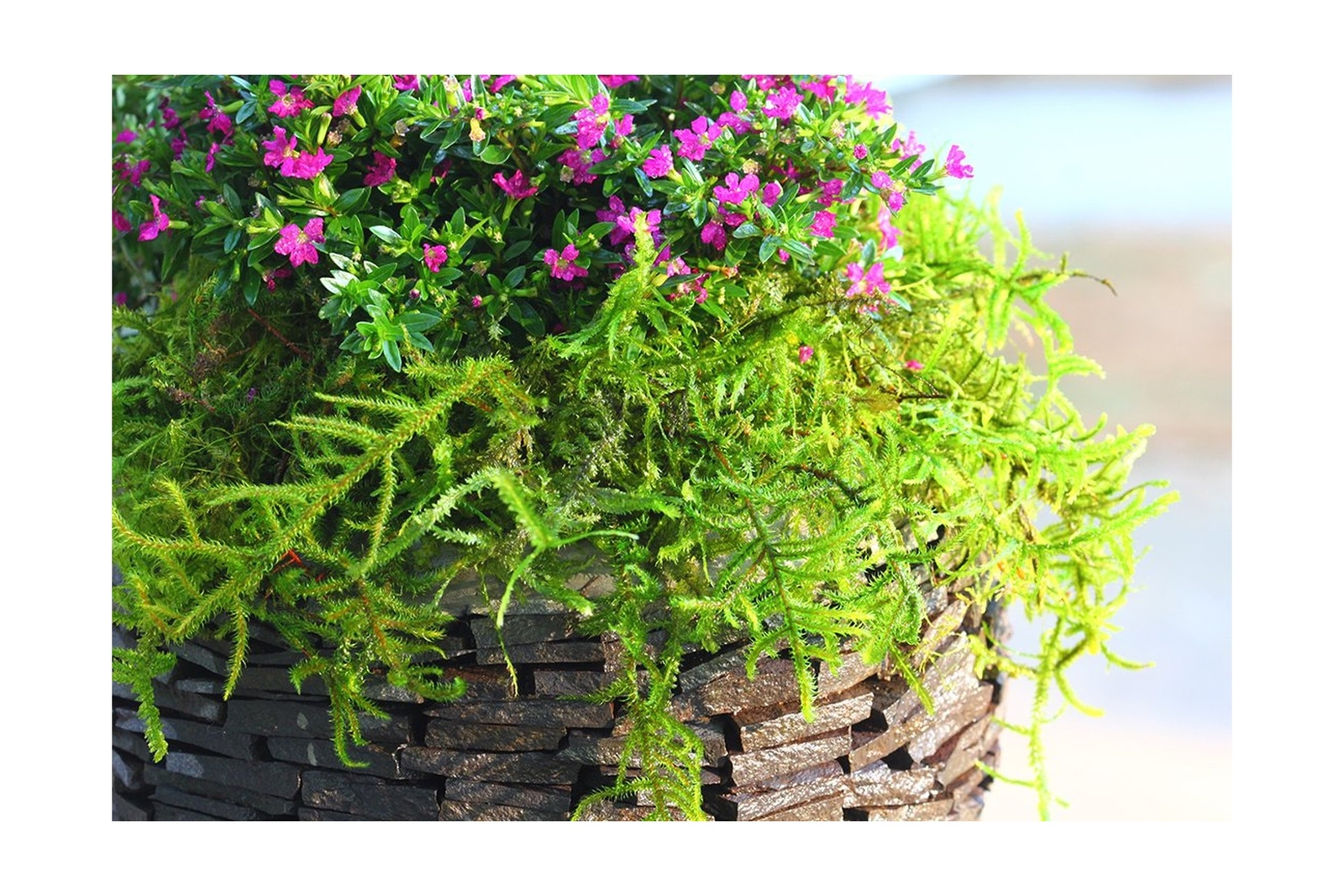 SuperMoss (25327) Forest Moss Preserved, Fresh Green, 10 Pounds