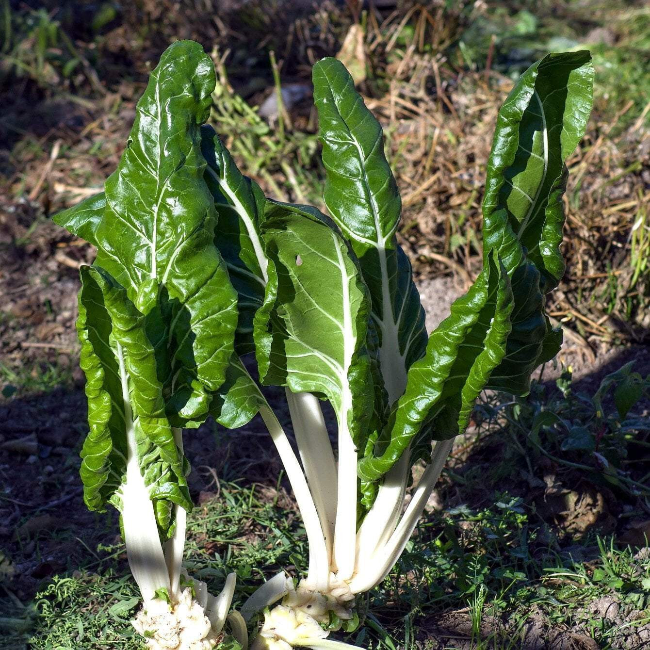 Swiss Chard- Fordhook Giant Seeds-Heirloom- Non GMO- Organic-US Grown