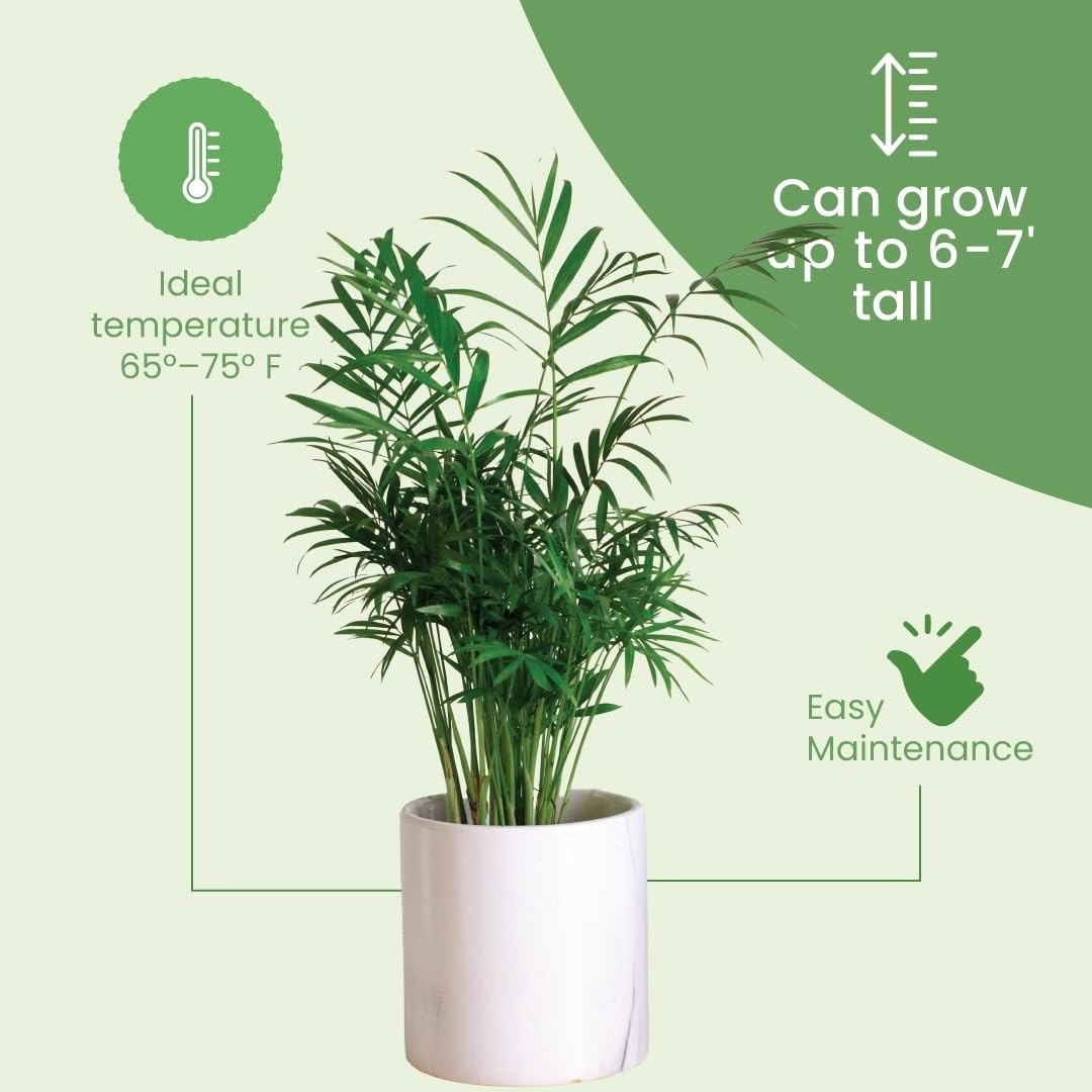 Tropical Areca Palm Plant – 10″ Pot, Lush Feathery Fronds, Pet-Friendly Indoor/O