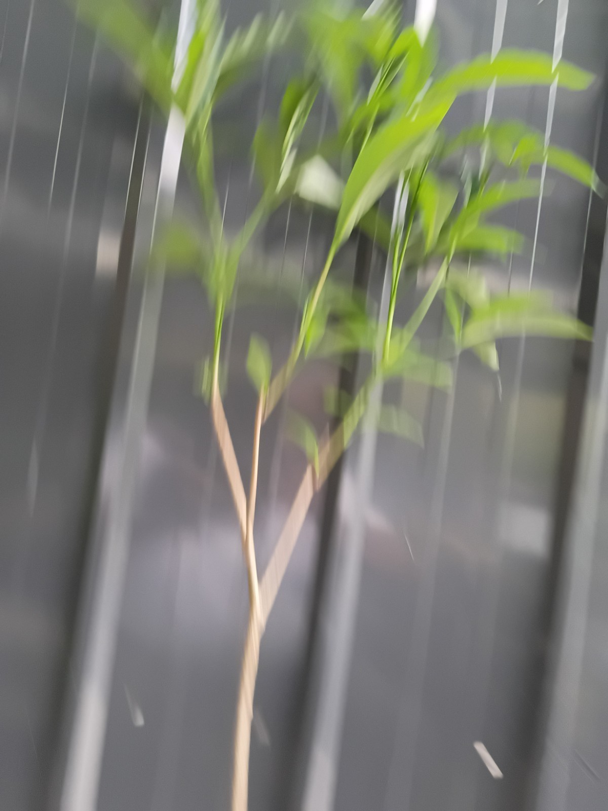 baobab grandidier fully rooted potted plants (15 to 20) inches or more nice