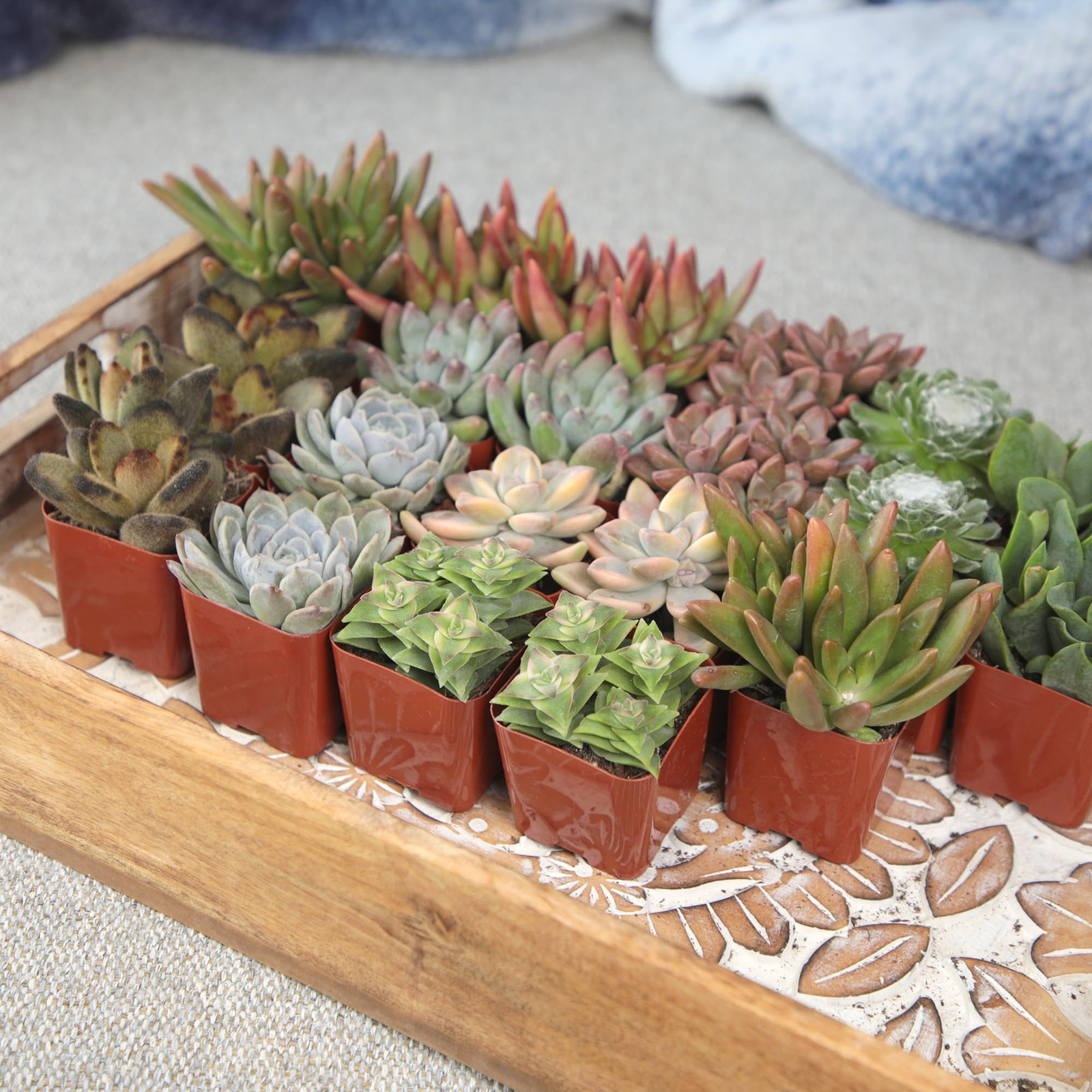 , Live Succulent Plants (20 Pack) Assorted Potted Succulents Plants Live Hous…
