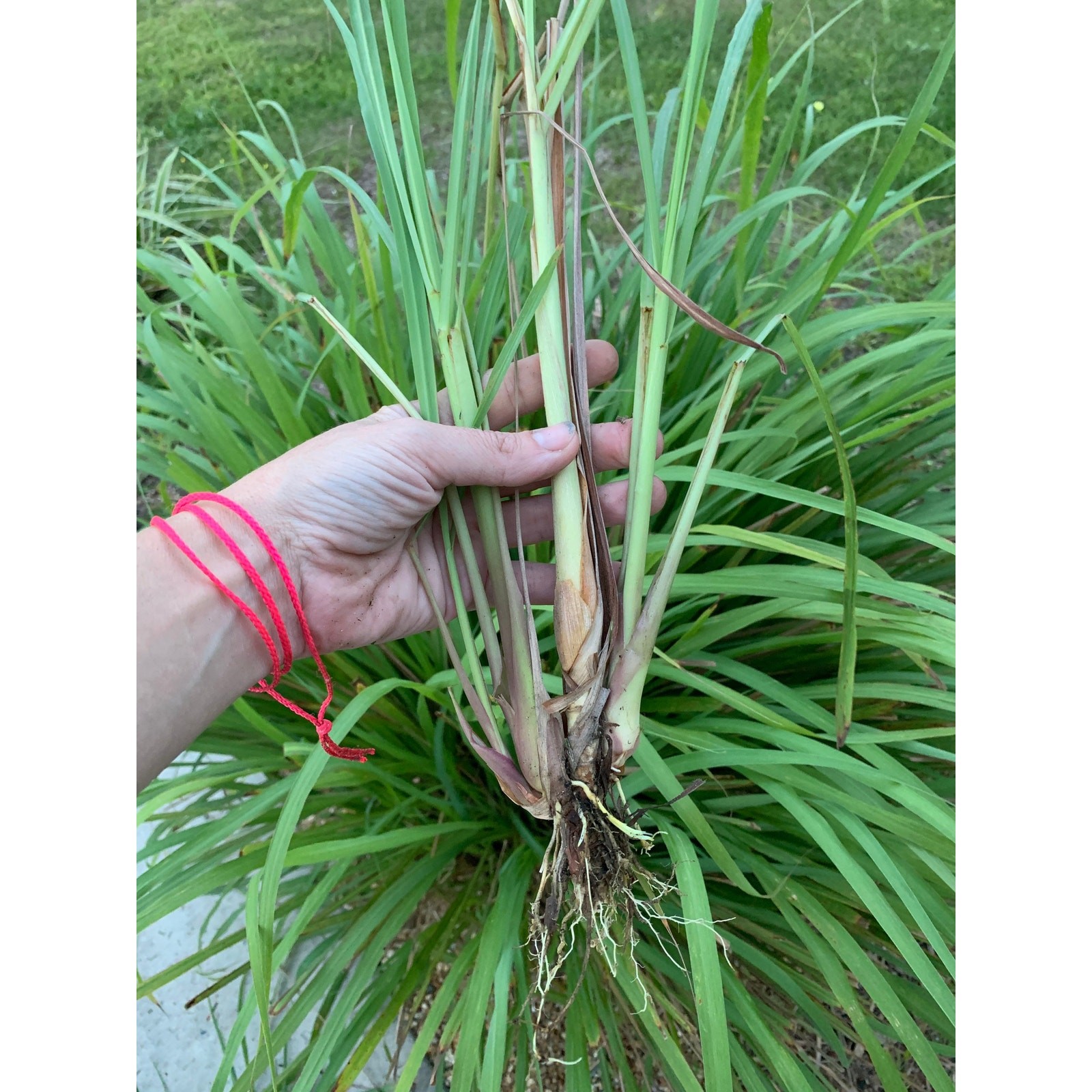 4 Live Rooted Lemongrass Organic Plant Stalks