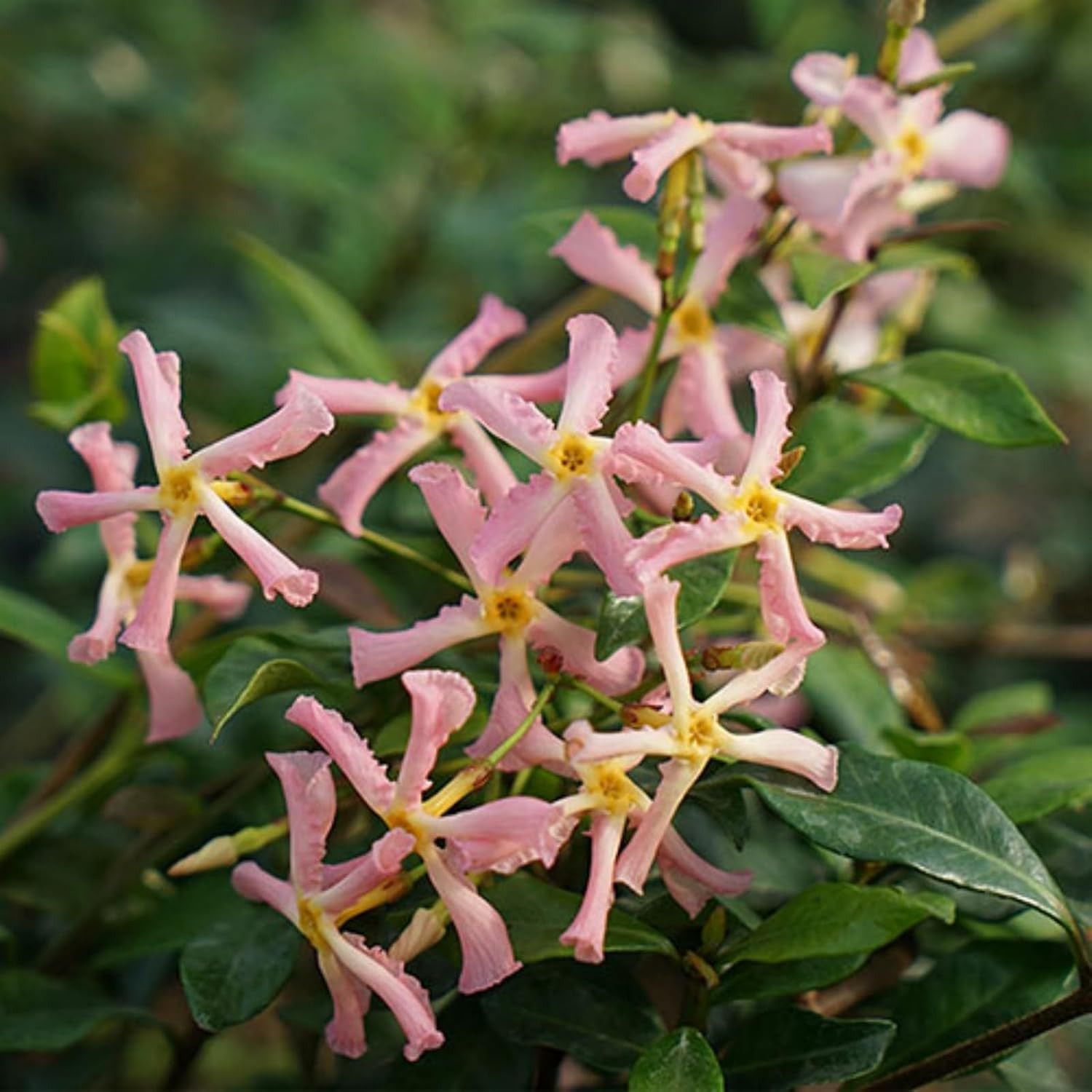 200+ Mixed Star Jasmine Flower Seeds for Planting Climbing Jasmine Fragrant