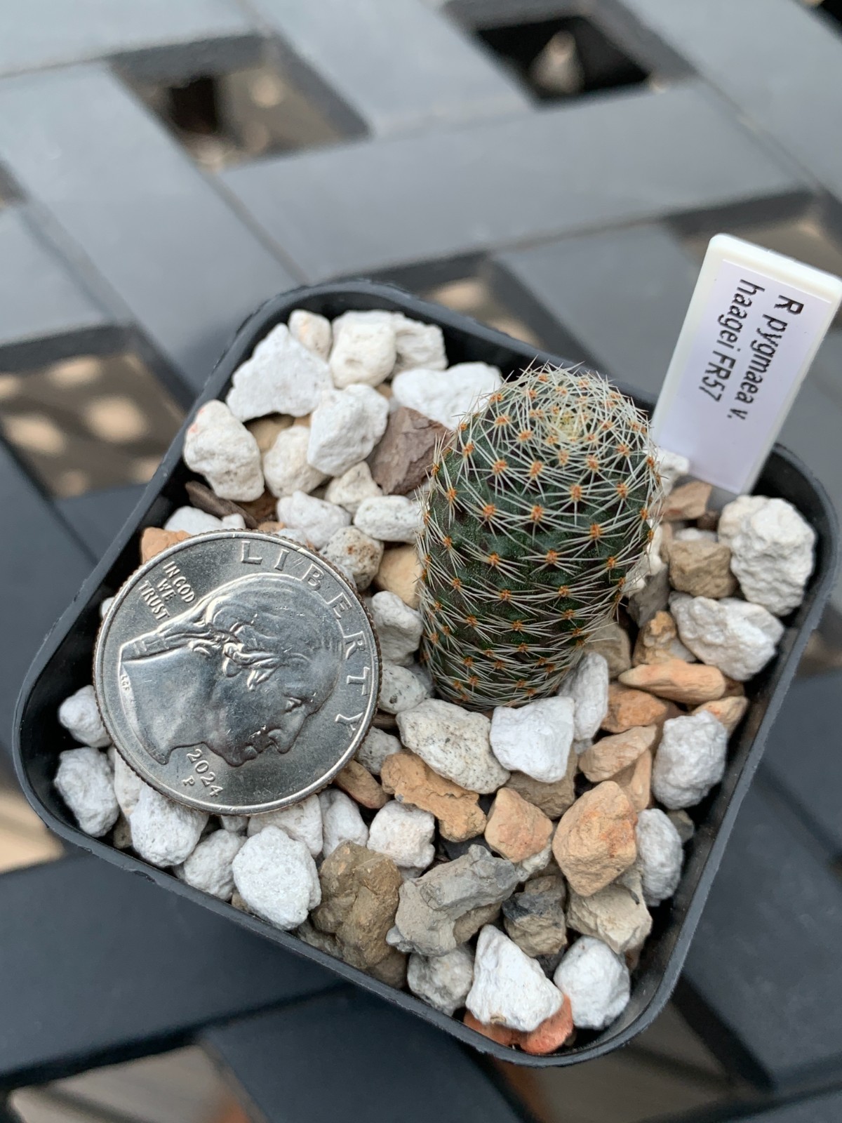 Rebutia pygmaea haagei FR57 (#220)