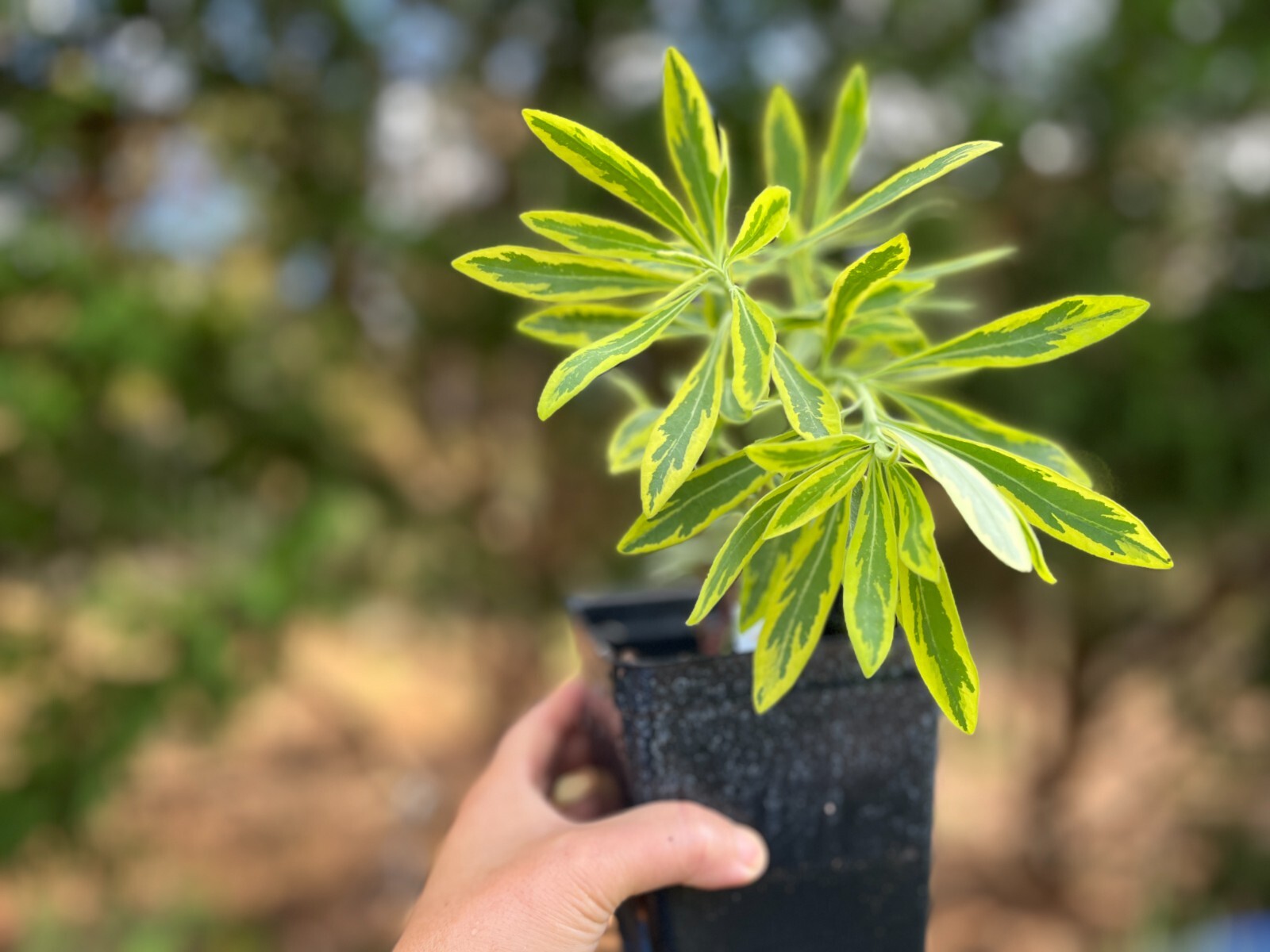 Variegated Euphorbia Ascot Rainbow Live Plant, Flowering Spurge FREE SHIPPING