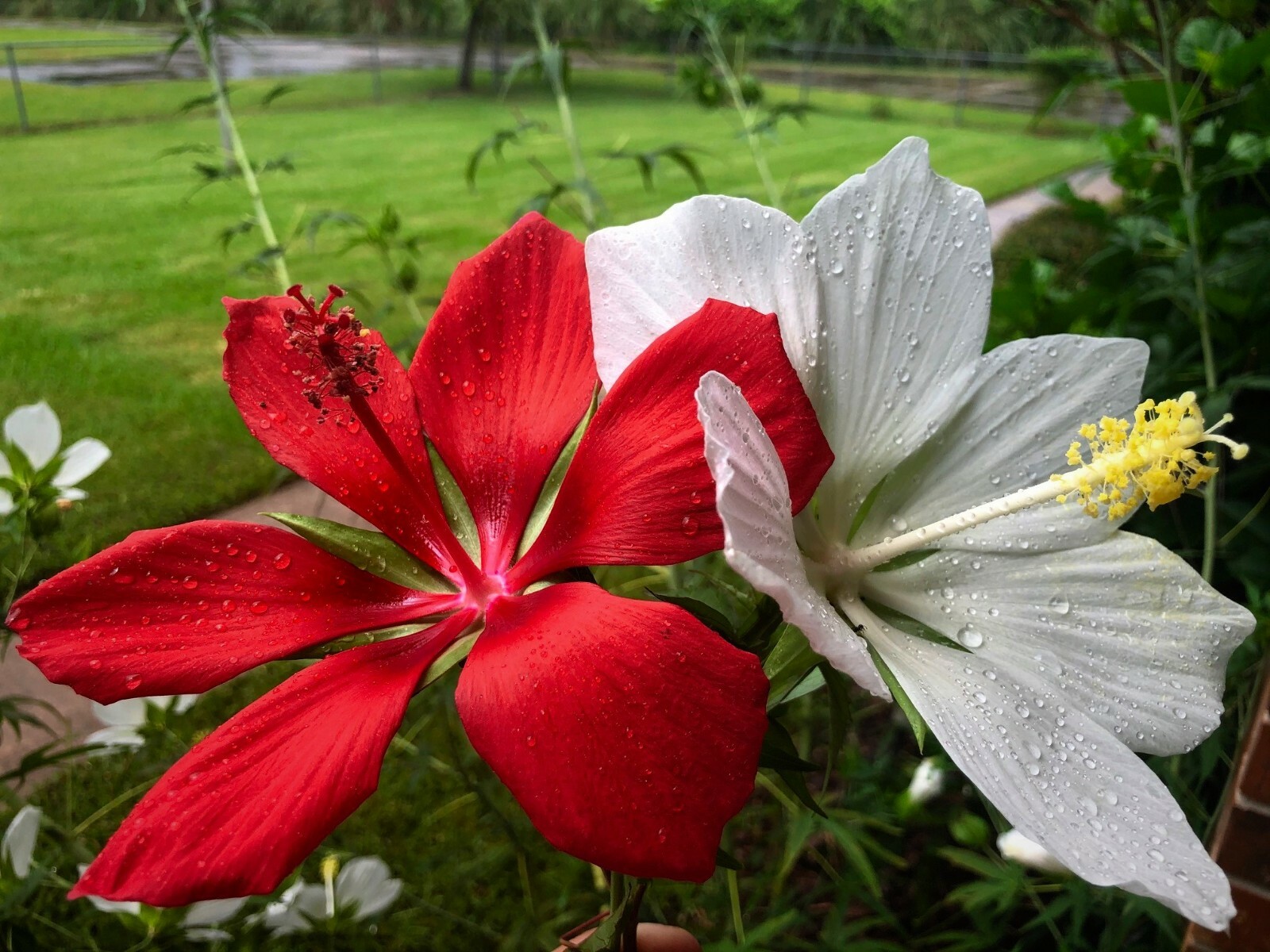 Texas Star Hardy Hibiscus Seeds RED and WHITE 50+ of each, 100+ SPRING SALE!!!