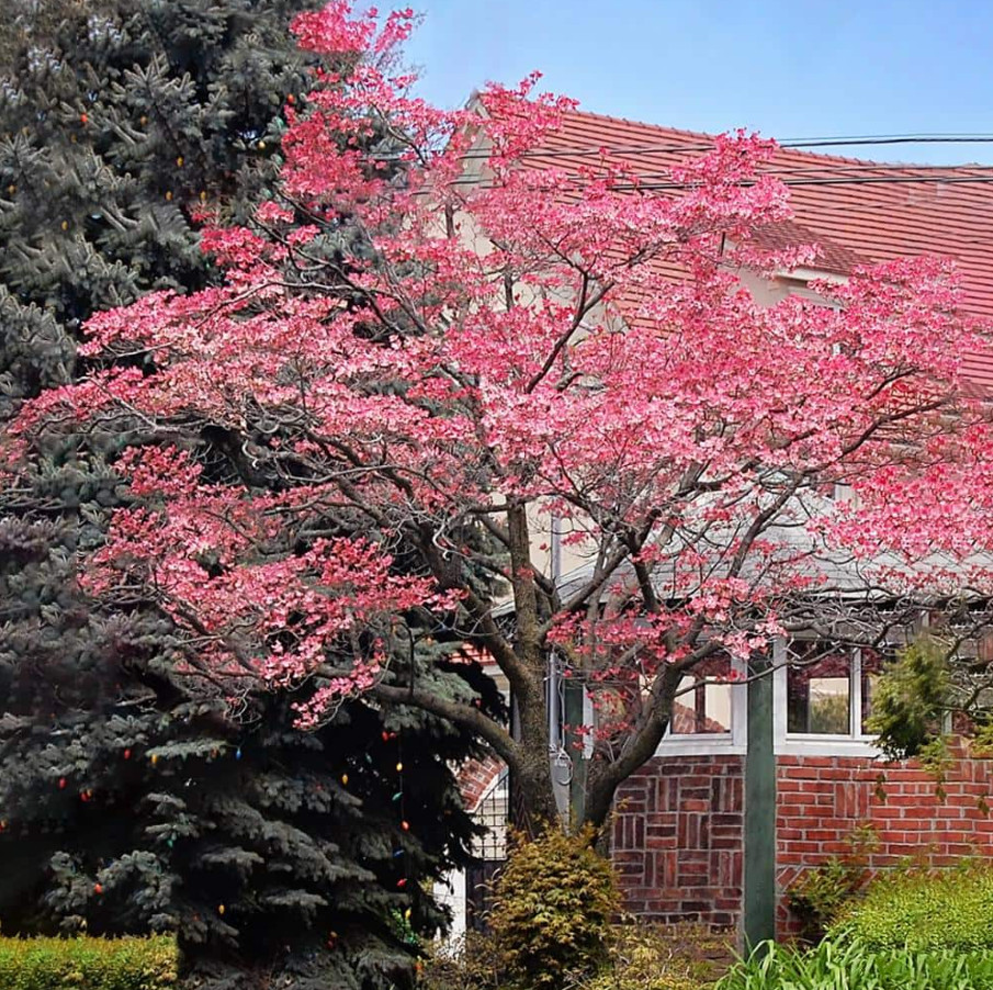 Pink Dogwood Tree, Live Plant, Qt Pot, 10–16″ Tall, No Ship AK, HI, PR