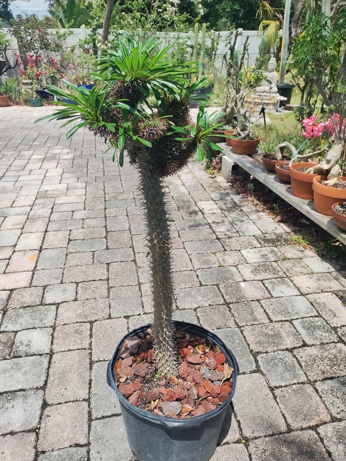 Crested Madagascar Palm, Impressive!Pachypodium lamerei 44 Inches Tall #2