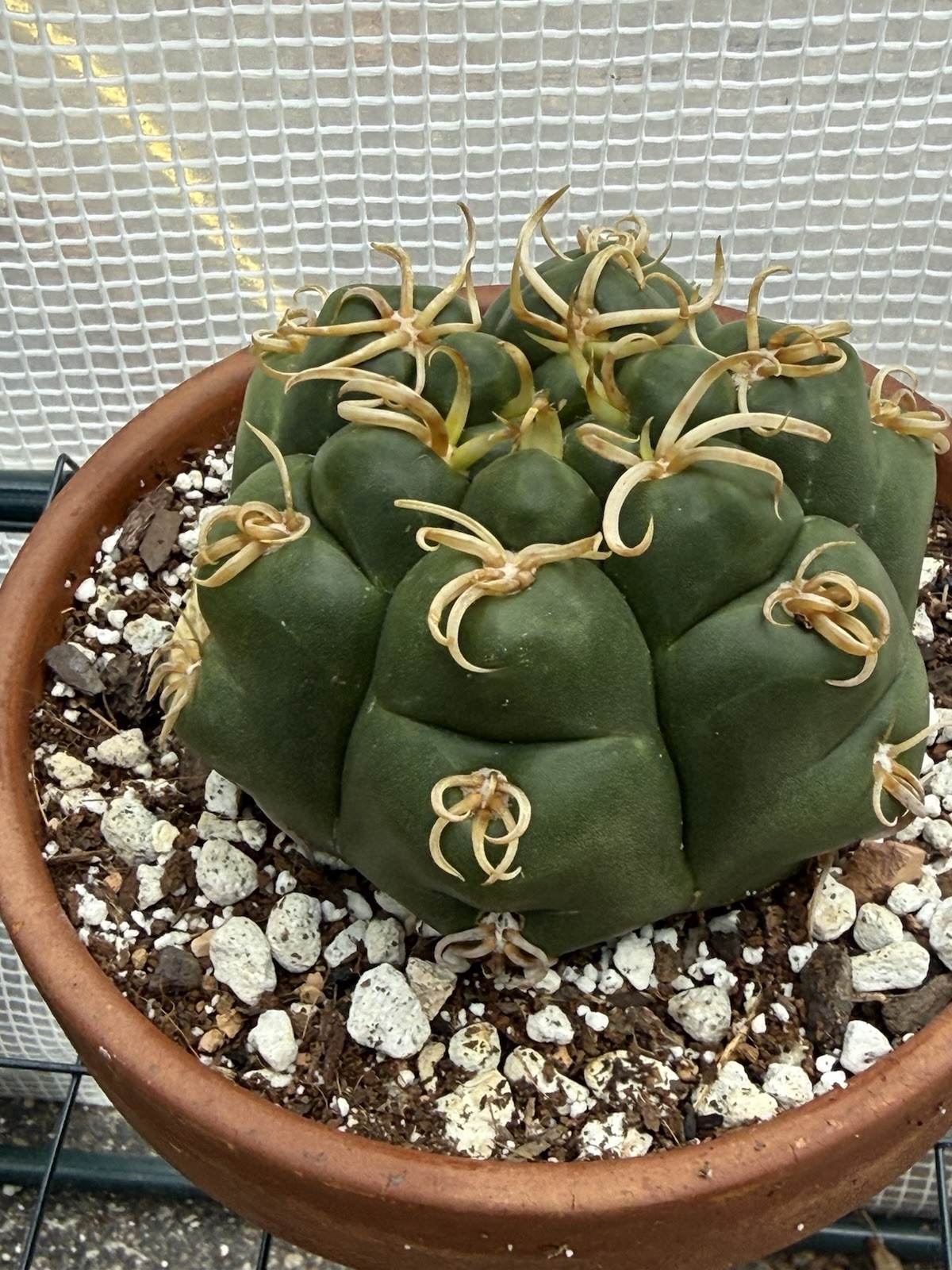 Gymnocalycium denudatum V. Braziliansis / Reaching 5 Inch Wide Now!