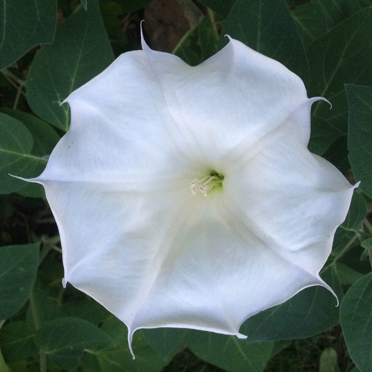 Moonflower 50+ Seeds WHITE Fragrant Bush Organic Moon flower Datura Trumpet
