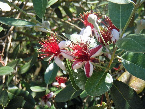 Feijoa sellowiana | Feijoa | Pineapple Guava | Guavasteen | 10 Seeds