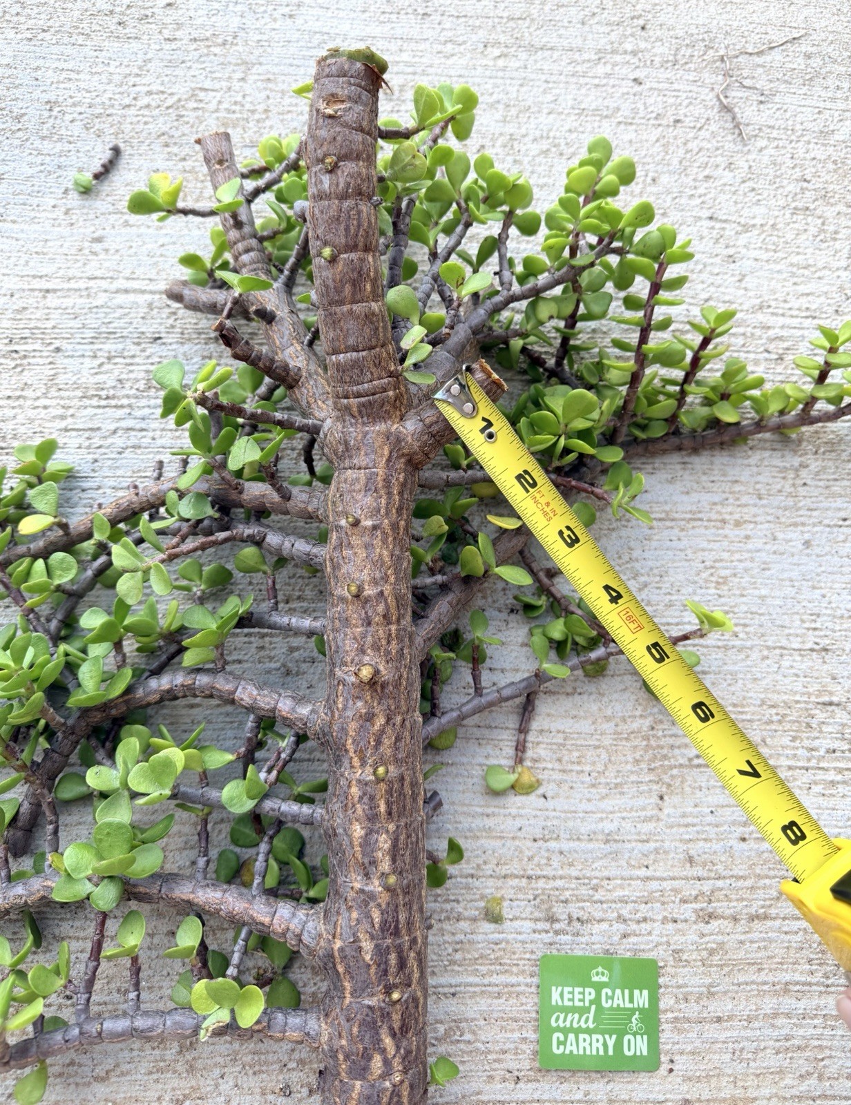 1.5” THICK STEM 18” Cutting Portulacaria Afra Exact Branchy Bonsai Easy to Root