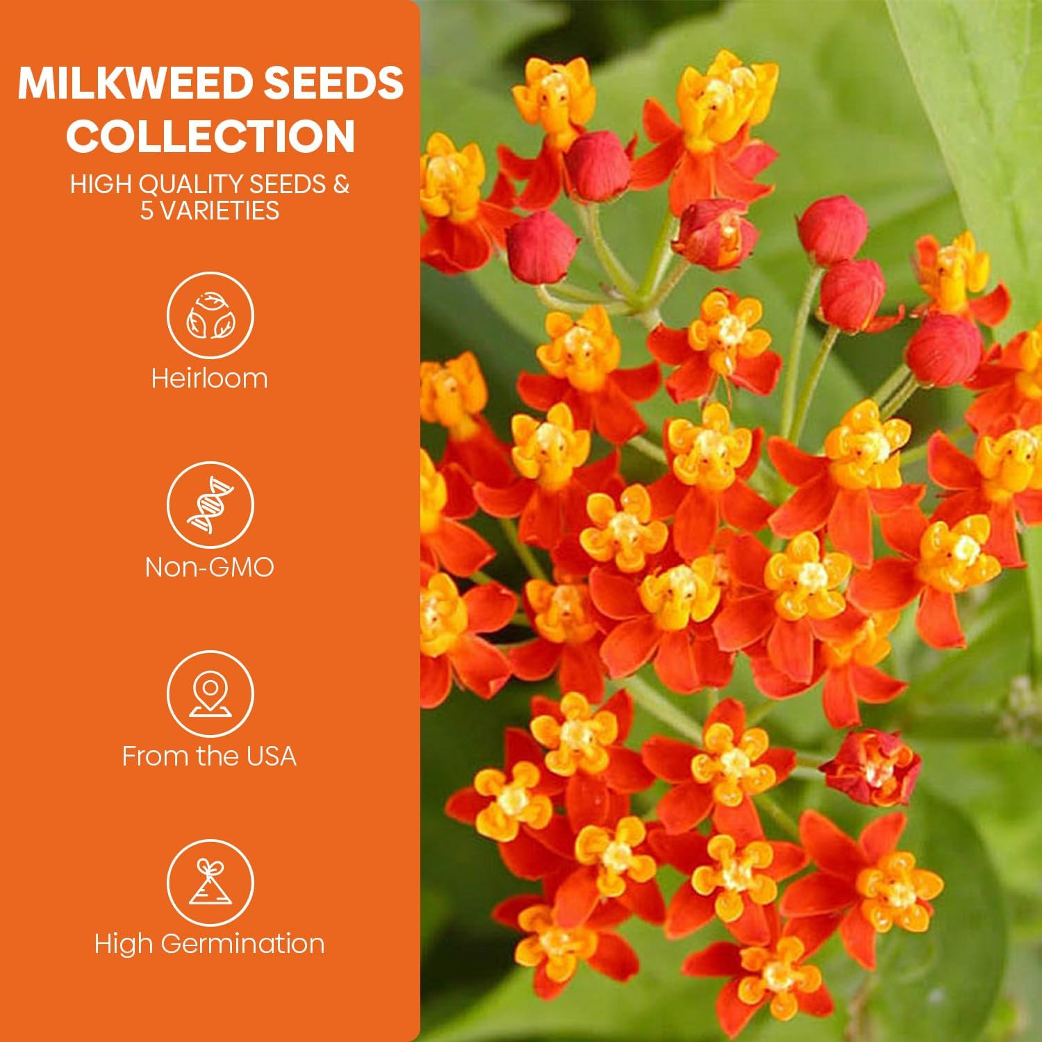 Milkweed Seeds for Planting, Attract Monarch Butterflies & Pollinators, 5 Indivi