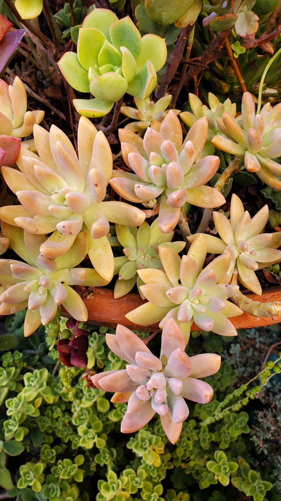 40 Succulent Assorted cuttings
