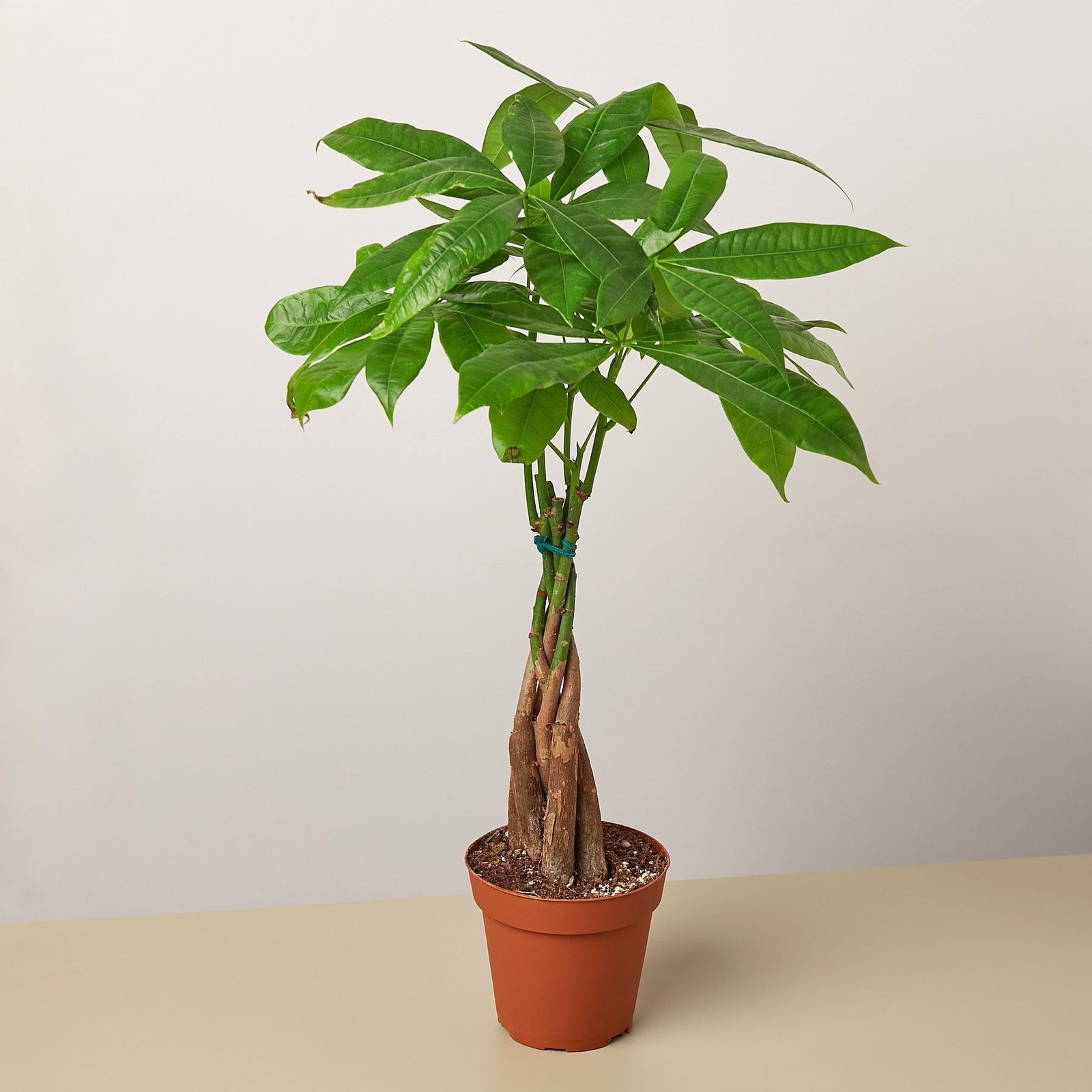 Braided Money Tree Pachira aquatica • Guiana Chestnut • 6″ Pot Good Luck Plant