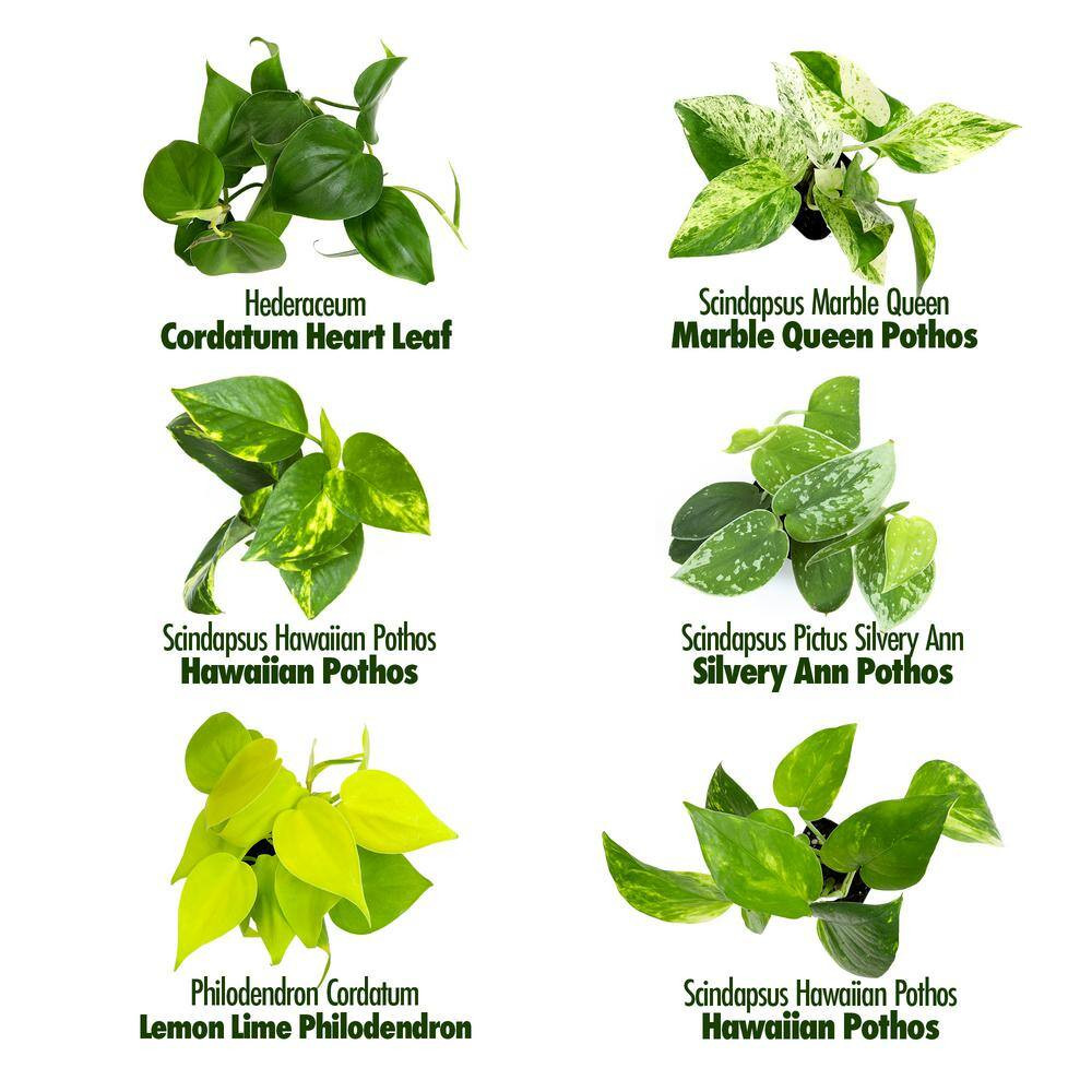 2 In. Plentiful Pothos and Philodendron Indoor Houseplants Pack (Includes 6 Easy