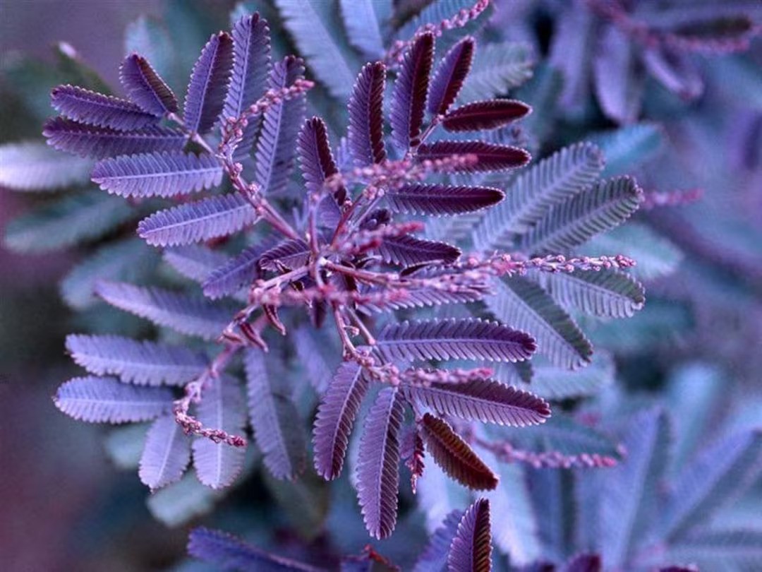 Chocolate Mimosa Tree Seeds (Acacia Baileyana v. Purpurea) Fern Leaf Flower