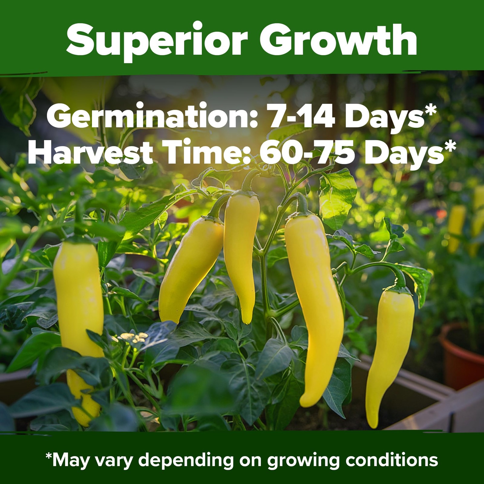 Banana Pepper Seeds 94+ Heirloom Non GMO Seeds for Planting, High Germination…