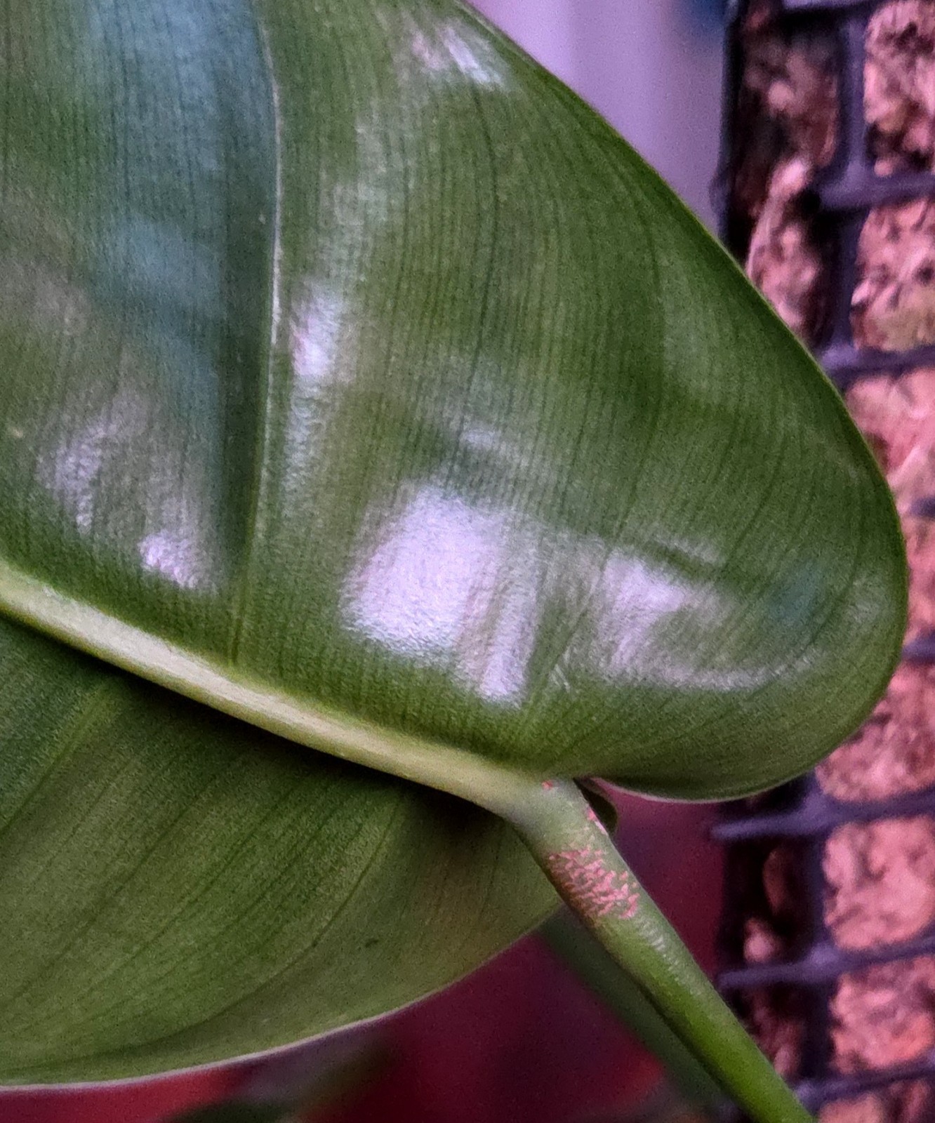 Rare Philodendron Patriciae X Esmeraldense Narrow 22″ Tall No Anthurium Monstera