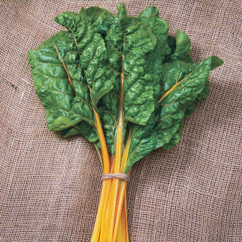 ORANGE SWISS CHARD 50 SEEDS Beta vulgaris var. cicla
