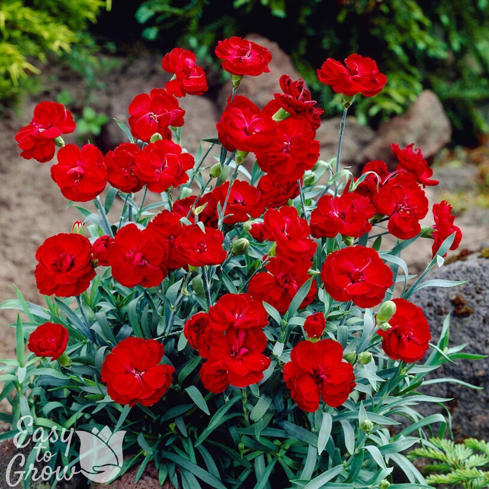 Dianthus Fire Star Improved 2 Potted Plants – Rooted in Quart Pots, Easy to Grow