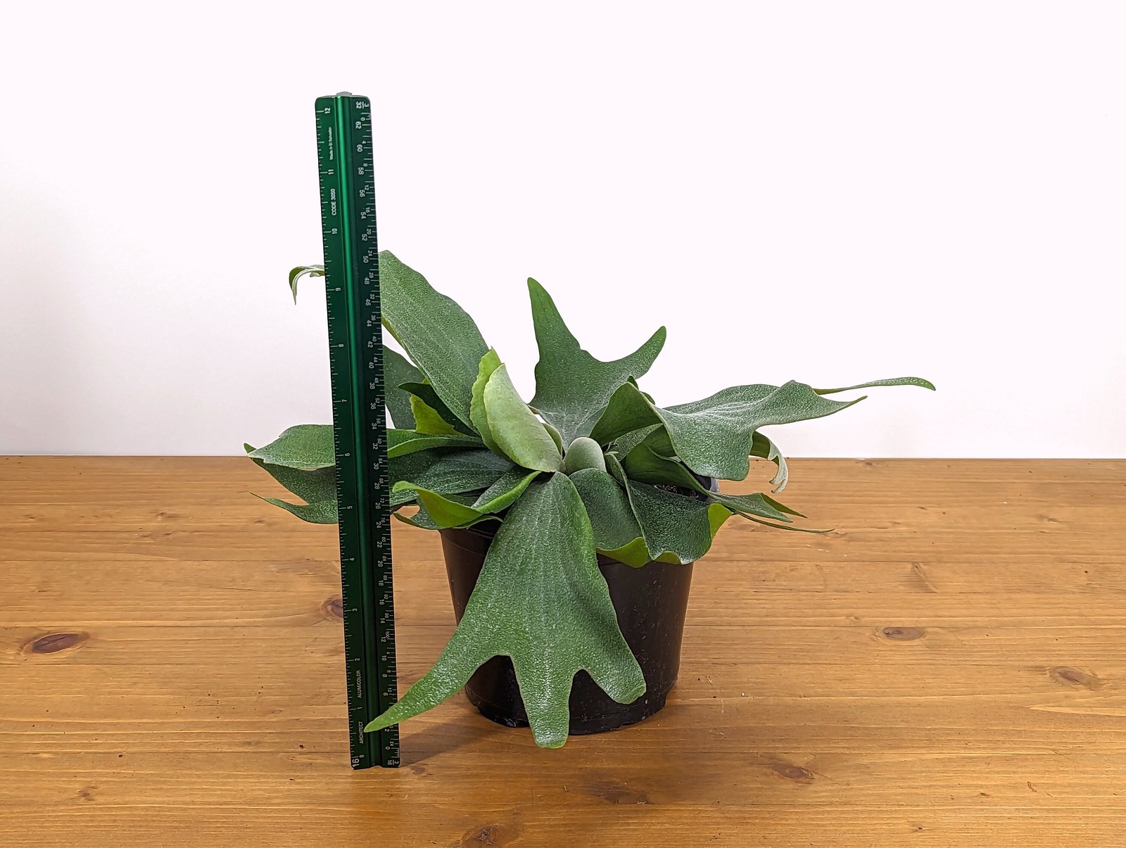 Staghorn Fern Platycerium bifurcatum Netherlands 4″ and 6″ Pots