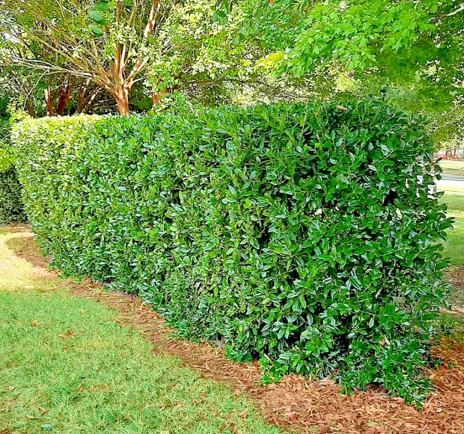 Needlepoint Holly Live Evergreen Shrub Plant – 6″ Tall – 3″ Pot – Ilex Cornuta