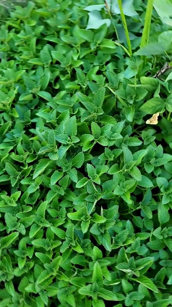 2x African Potato Mint Plants – Well-Rooted | Beyond Organic